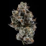 Cali Tings strain by Wizard Trees