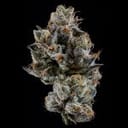 Cali Tings strain by Wizard Trees