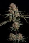 Super Drip strain by Nine Weeks Harvest