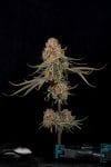 Super Drip strain by Nine Weeks Harvest