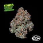Riviera Drip strain by Nine Weeks Harvest