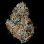 Fruit Fuel strain by Nine Weeks Harvest