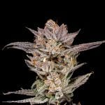 Lychee strain by Nine Weeks Harvest