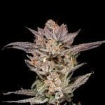 Lychee strain by Nine Weeks Harvest