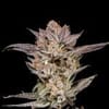Lychee strain by Nine Weeks Harvest