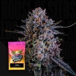 Lychee strain by Nine Weeks Harvest