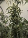Black BubbleGum Haze strain by Mosca Seeds