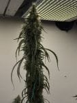 Black BubbleGum Haze strain by Mosca Seeds