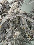 Banana Diesel strain by Mosca Seeds