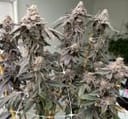 Banana Diesel strain by Mosca Seeds