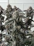 Banana Diesel strain by Mosca Seeds
