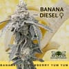Banana Diesel strain by Mosca Seeds