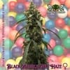 Black BubbleGum Haze strain by Mosca Seeds
