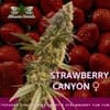 Strawberry Canyon strain by Mosca Seeds
