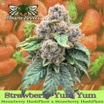 Strawberry Yum Yum strain by Mosca Seeds