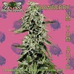 Strawberry Yum Yum Auto strain by Mosca Seeds