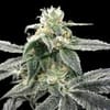 Blue Dream Feminised strain by DNA Genetics