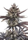 Banana Purple Punch RF3 Auto by Fast Buds