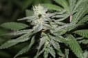Alien Headband strain from Purple Caper Seeds
