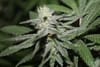 Alien Headband strain from Purple Caper Seeds