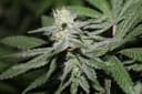 Alien Headband strain from Purple Caper Seeds