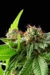 Afghan Haze strain by Purple Caper Seeds