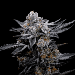 Seedsman's Ltd. Edition Blood Moon Gelato