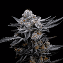 Seedsman's Ltd. Edition Blood Moon Gelato
