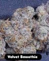 Velvet Smoothie strain by In House Genetics