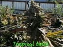 Tropical Twist strain by In House Genetics