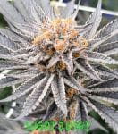 Sugoi Zushi strain by In House Genetics