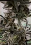 Sugoi Zushi strain by In House Genetics