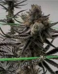 Sugoi Zushi strain by In House Genetics