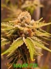 Sugar Pie strain by In House Genetics