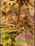 Sugar Pie strain by In House Genetics