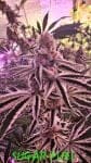 Sugar Fuel strain by In House Genetics