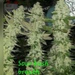 Sour Kush Breath strain by In House Genetics