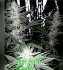 Sour Kush Breath strain by In House Genetics