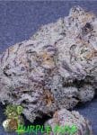 Purple Rush strain by In House Genetics