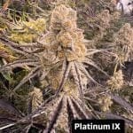 Platinum IX strain by In House Genetics