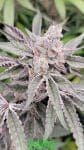 Jamz strain by In House Genetics