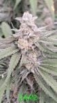 Jamz strain by In House Genetics