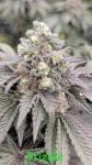 Drizzle strain by In House Genetics