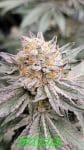 Drizzle strain by In House Genetics