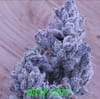 Drip City strain by In House Genetics