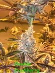 Double Kushberry strain by In House Genetics