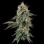 Seedsman Sour Diesel Feminised cannabis strain