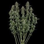 Seedsman Sour Diesel Feminised cannabis strain