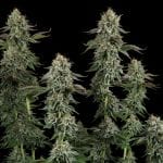 Seedsman Sour Diesel Feminised cannabis strain