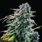 Green Crack cannabis strain from Seedsman